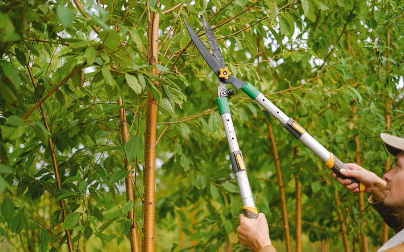 Tree trimming in Airway Heights, WA